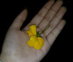 群众吃野瓜视频大全,探寻民间美食的绿色宝藏