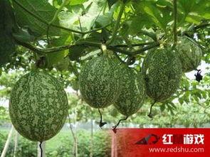 海南吊瓜怎么吃,解锁热带水果的新风味