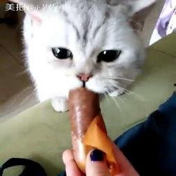 吃瓜赵喵喵喵,揭秘娱乐圈的喵星人与瓜田奇遇记