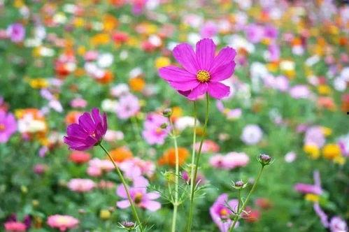 吃瓜群众花海,揭秘娱乐圈幕后风云