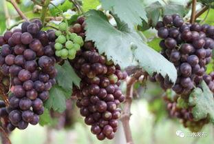 吃瓜群众花海,揭秘娱乐圈幕后风云