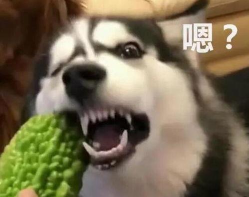 大狗吃大瓜,大狗畅享大瓜盛宴