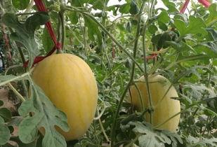 普陀融媒吃瓜,揭秘吃瓜群众的快乐源泉