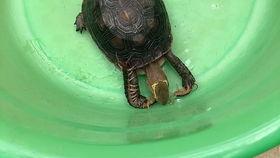 亚瓜怎么吃,探索美味与营养的完美融合