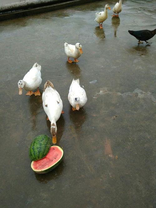 快乐吃瓜鸭,揭秘娱乐圈幕后故事