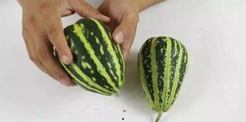 小黄吃大瓜,一场趣味横生的美食冒险之旅