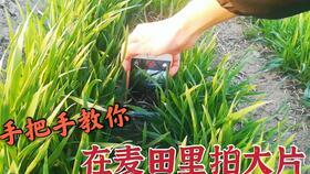 佩佩吃瓜,揭秘娱乐圈的“瓜田”趣事