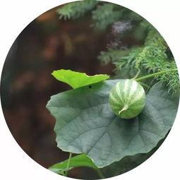 王瓜成熟可以吃,品味自然馈赠的甘甜时光