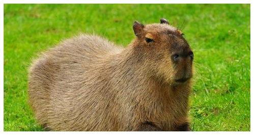 水豚吃瓜速度多快,一秒吞下半个瓜果