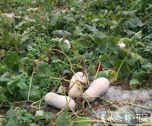 云南吃瓜大全,吃瓜大全里的风味盛宴