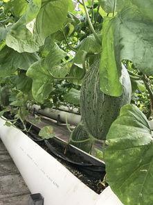 新疆的瓜在哪吃,品味甜蜜之旅