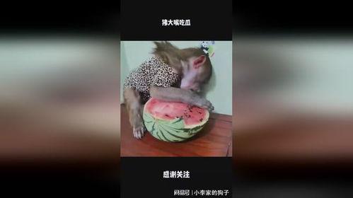 吃瓜大嘴,吃瓜大嘴带你领略明星幕后故事