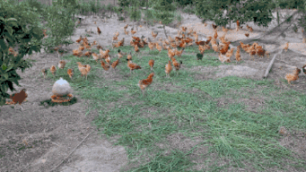 谷子吃瓜视频,揭秘网红美食背后的故事